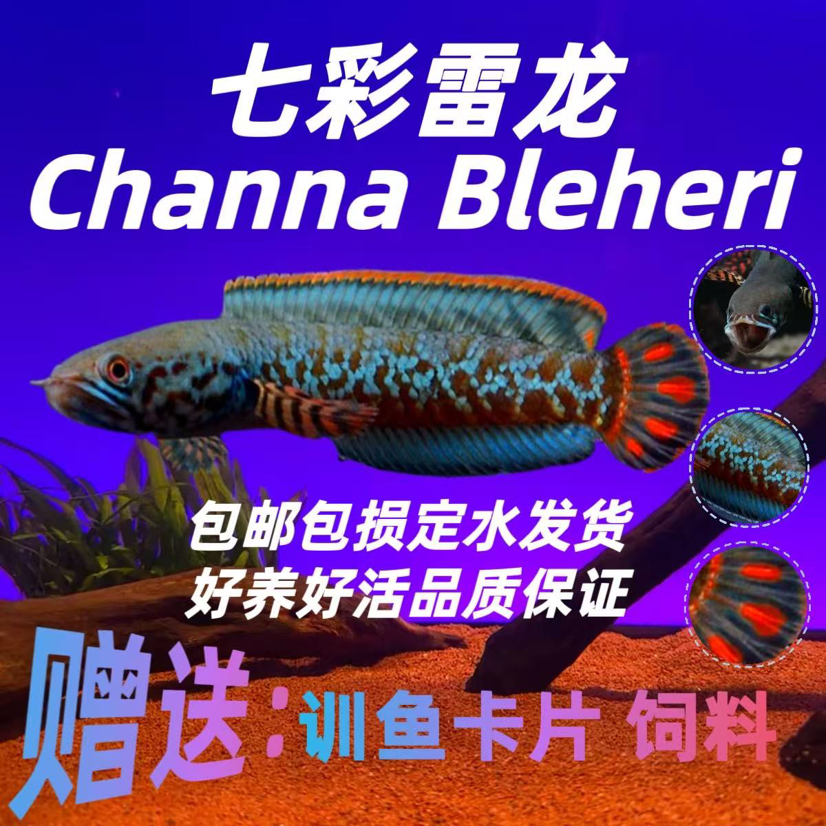 印度七彩雷龙鱼观赏水宠活体淡水凶猛耐活鱼观赏鱼奶茶包邮鲜活