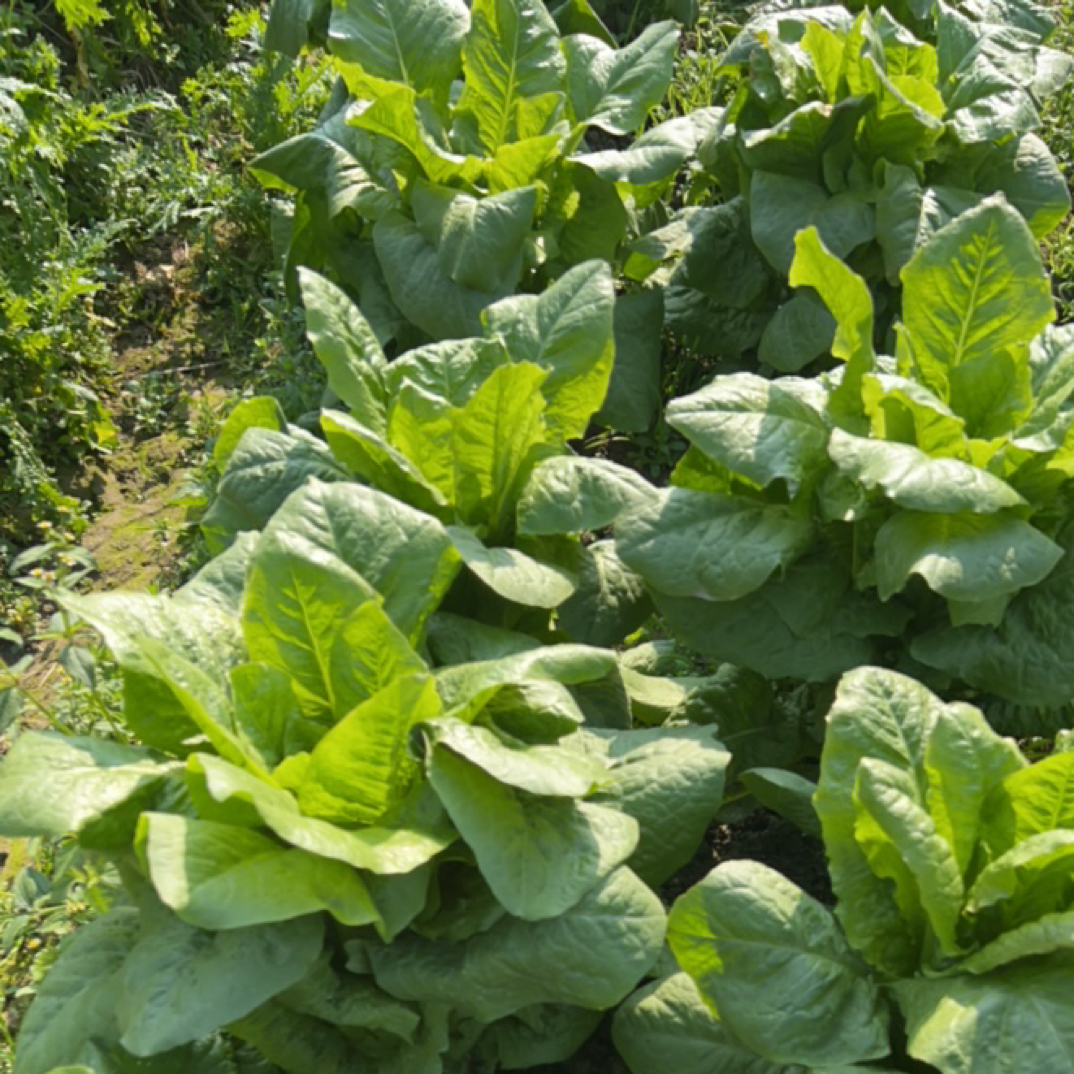 贵州高山农家自种莴笋可炒可凉拌煮火锅