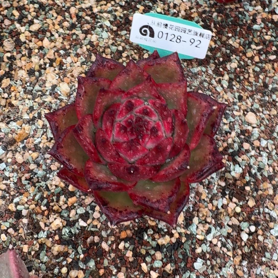 从前慢花园多肉0128-92