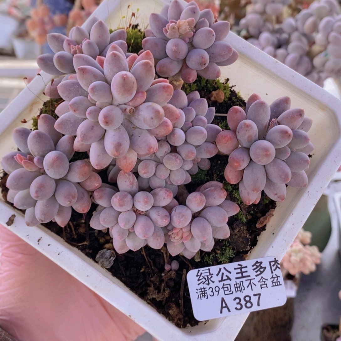 婴儿手指老桩11cm387多肉植物