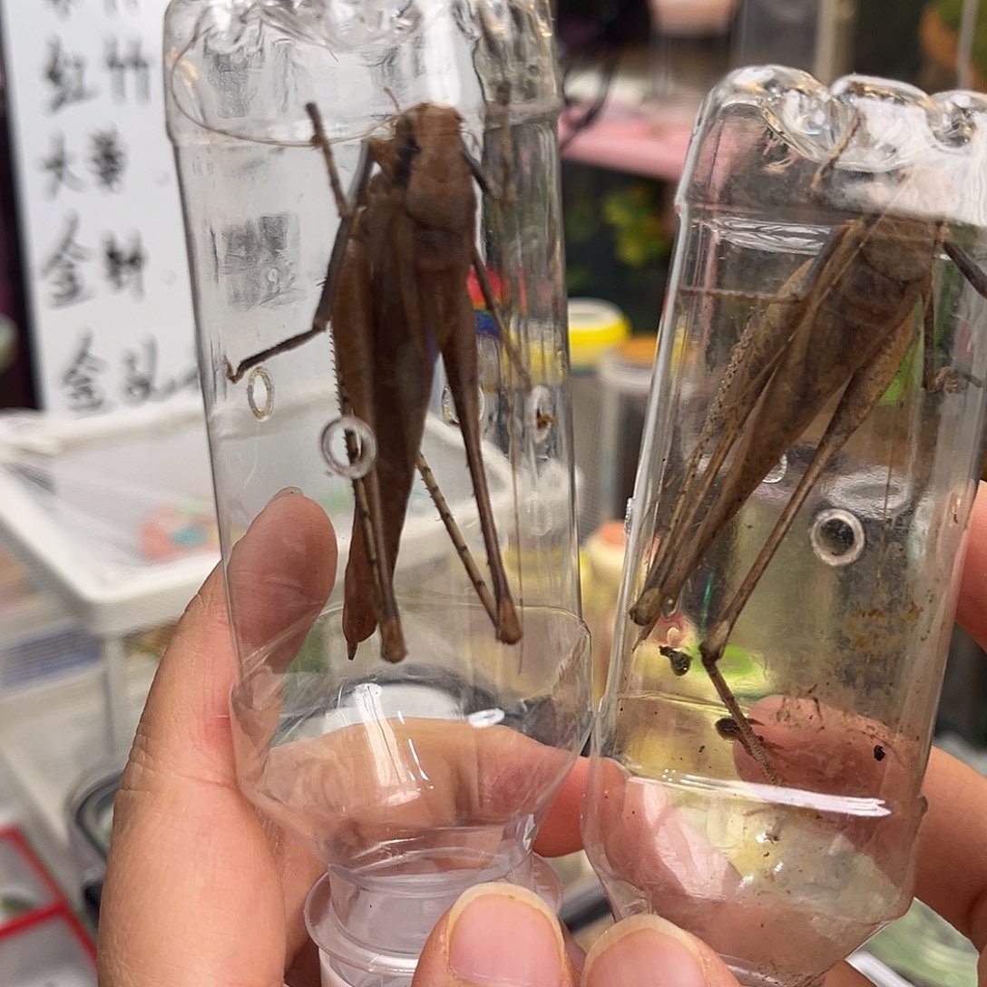 2条短须蛙坊哈哈哈