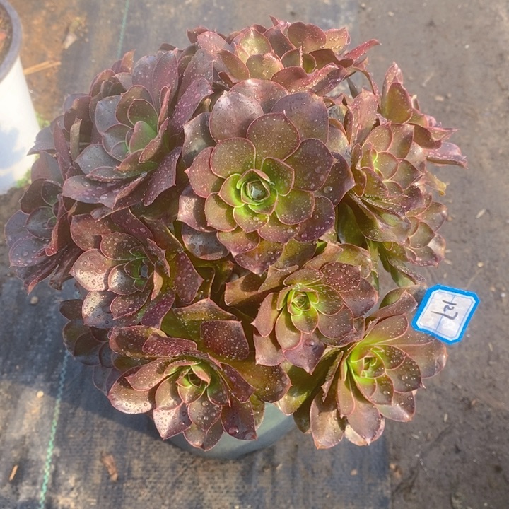 127魅金玫瑰绣球多肉