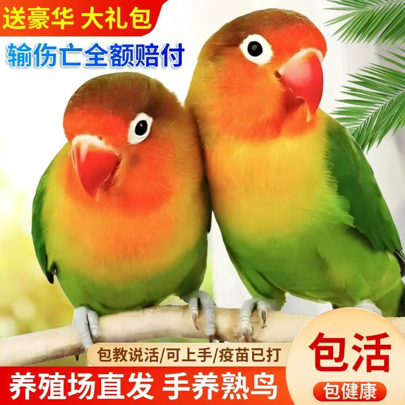 CHIXIANG/侈香牡丹鹦鹉活体爱情鸟牡丹鹦鹉黄桃牡丹绿桃直播挑选