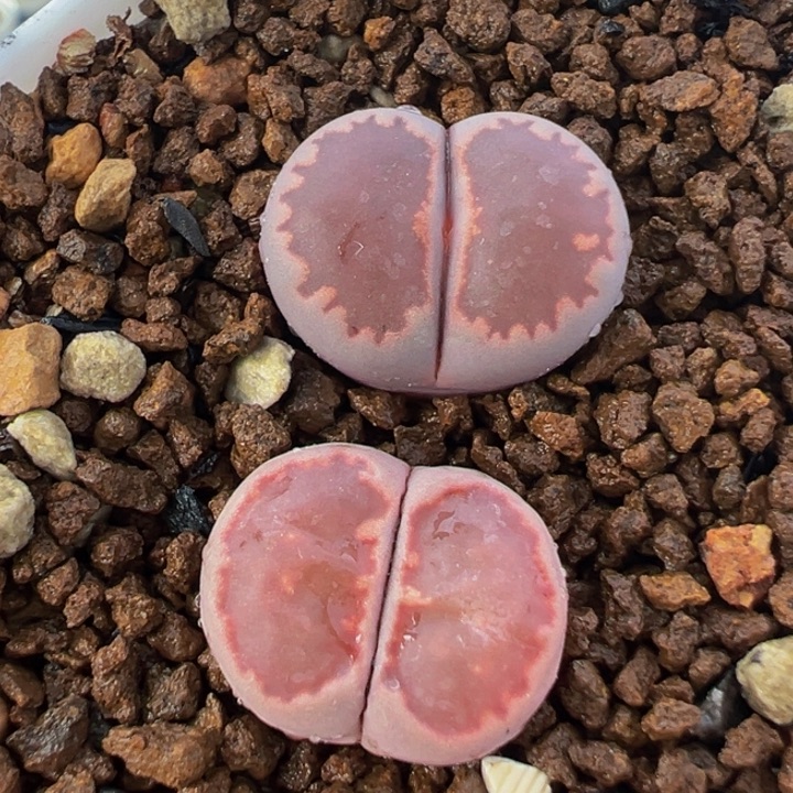 452多肉植物种类多样