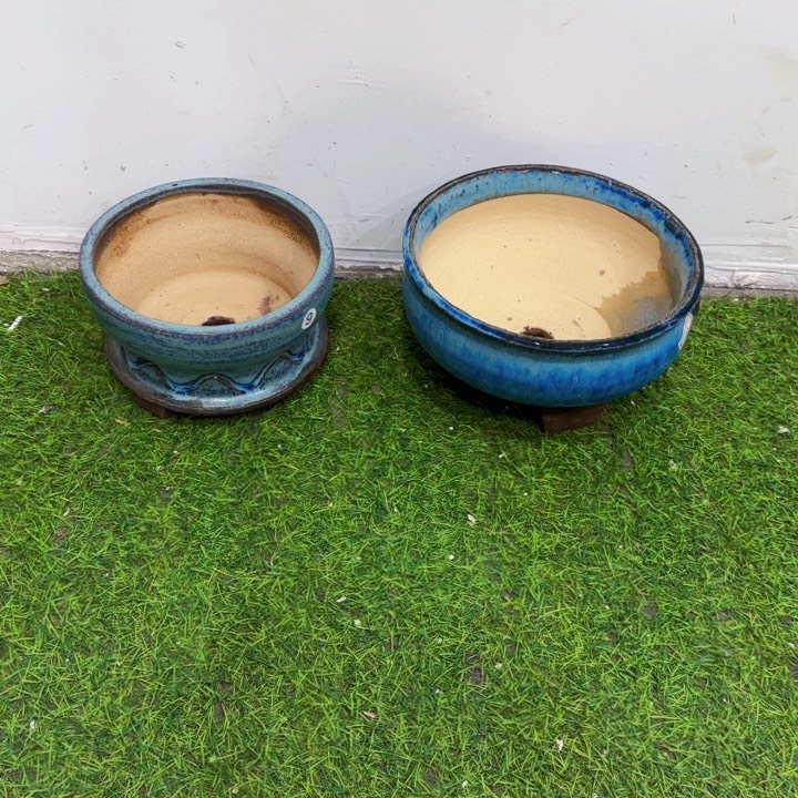 红陶属****y内口呈白色且