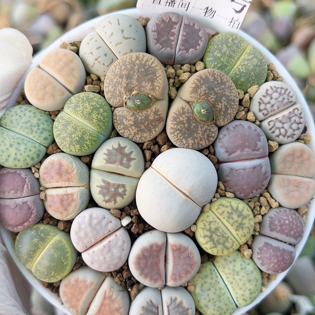 8776 好养易活生石花大母本9cm盆