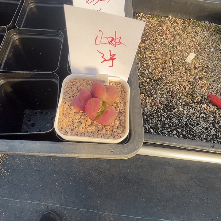 心如止水4号带盆。     