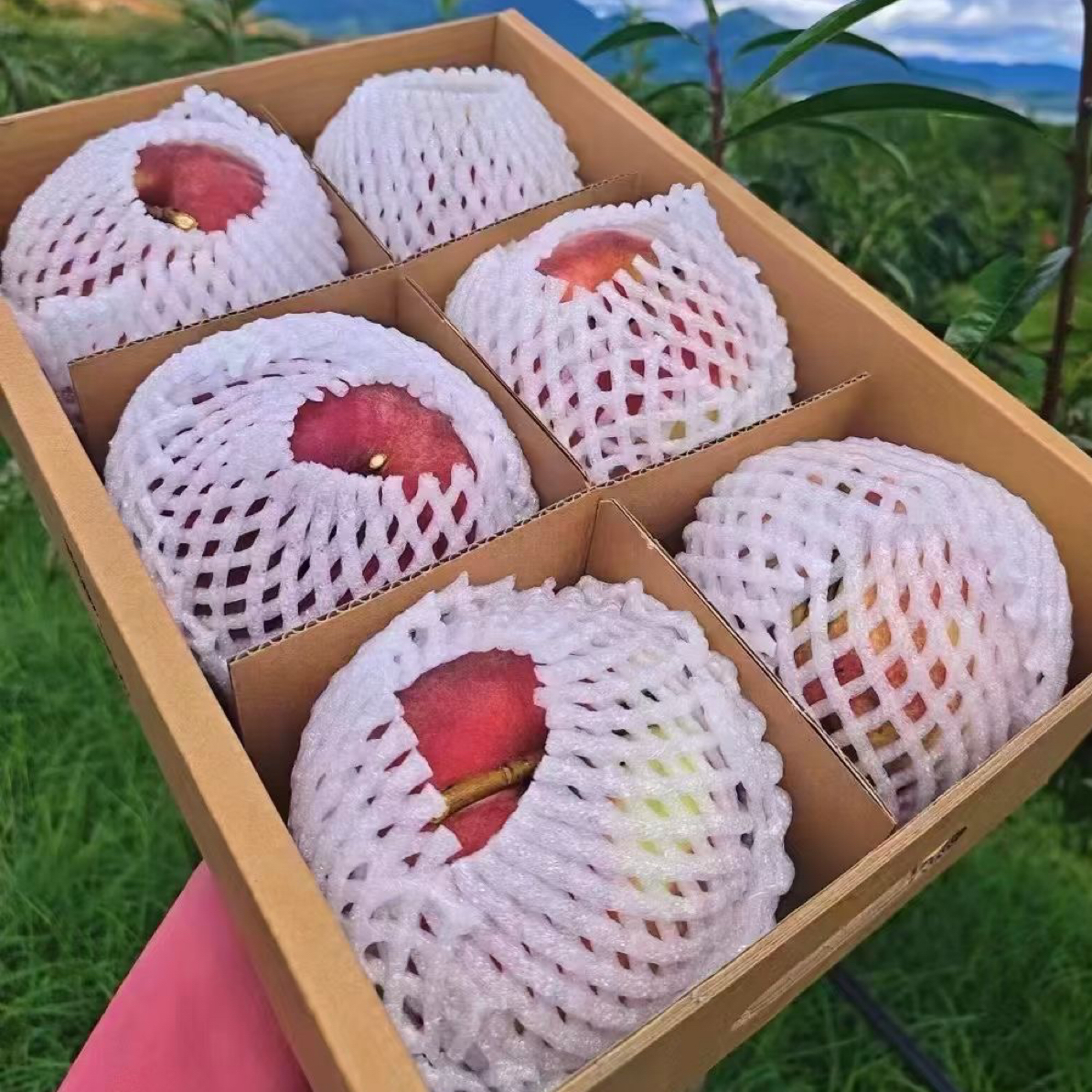做满丽江雪桃.现摘礼盒装 6 个.香甜脆口.产地直发.顺丰包邮