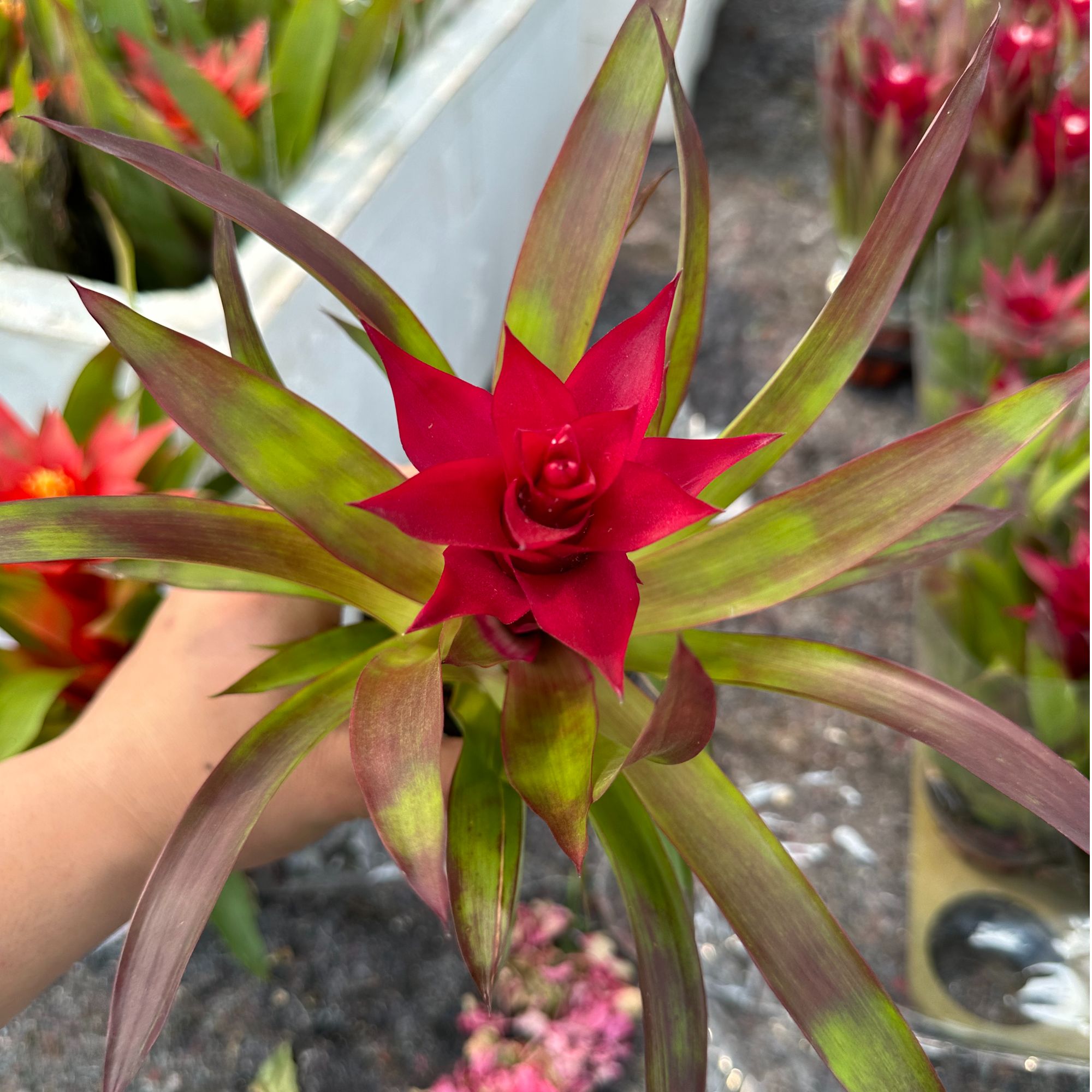 中昌花卉【凤梨】花卉绿植盆栽*3