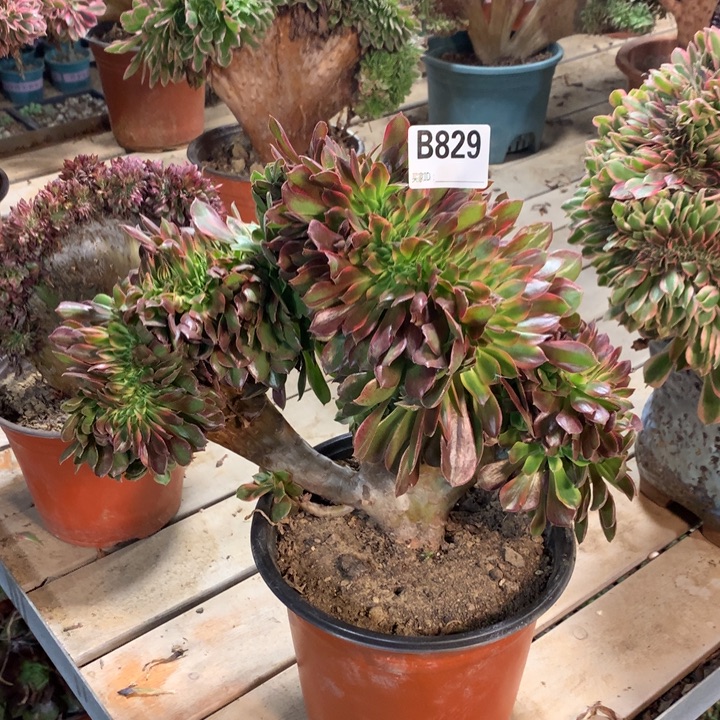 829雅典娜多肉法师