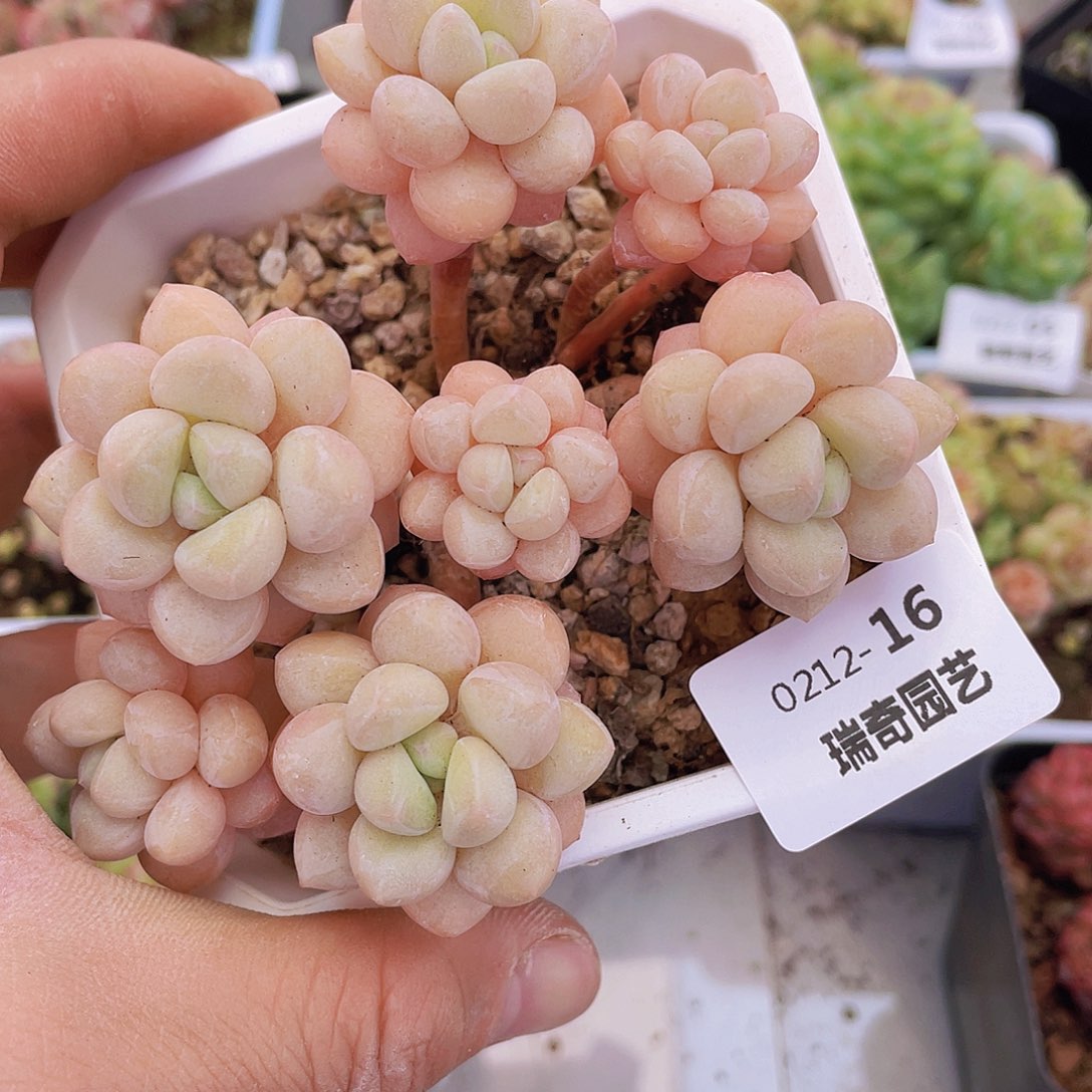 00000000000016一物一拍