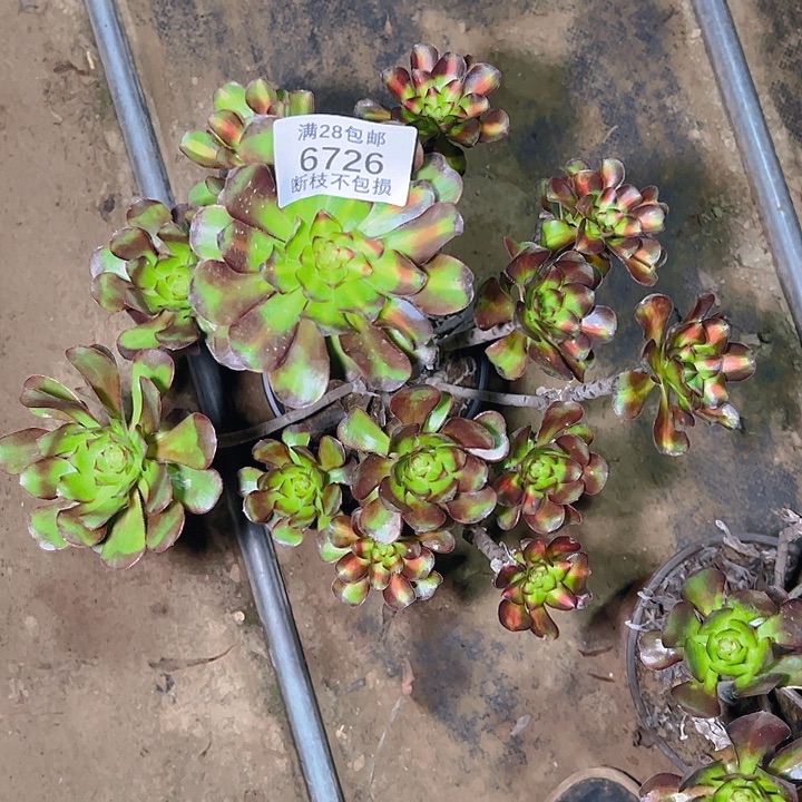 自***！6726晚霞多肉植物