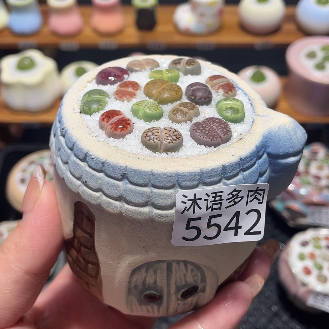 带盆土植物 一物一拍5542