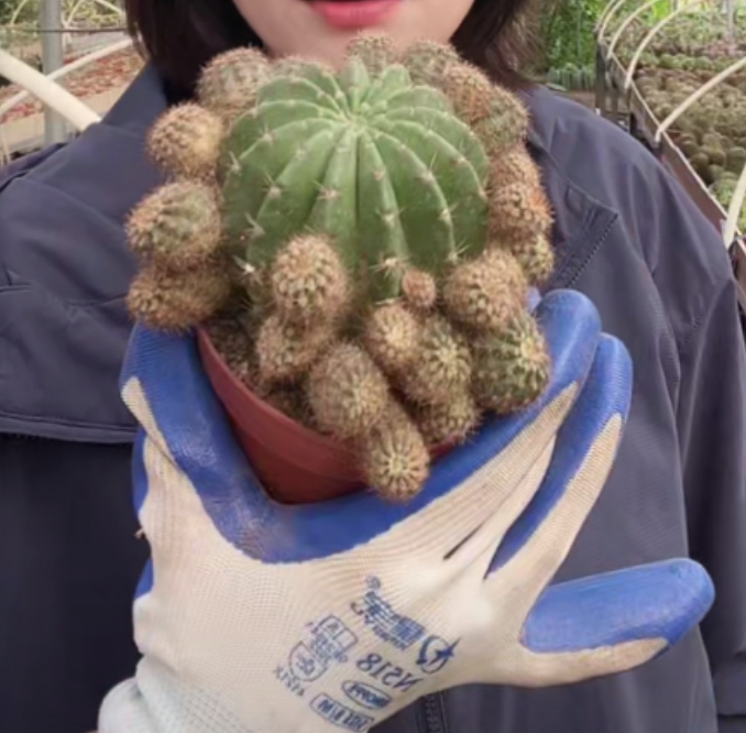 二妹园艺【 带崽山脉天际线 自根 】好花色仙人球满18包邮随机发