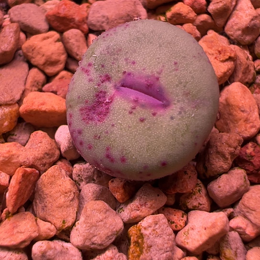 340。komggas嘴。优选大嘴