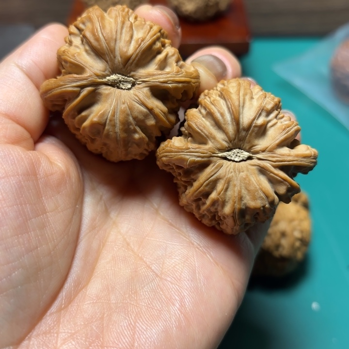 观***南核桃43尺寸白狮子