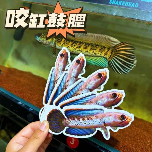 【训鱼鼓腮】雷龙鱼训鱼卡片pvc材质防水耐用鼓腮