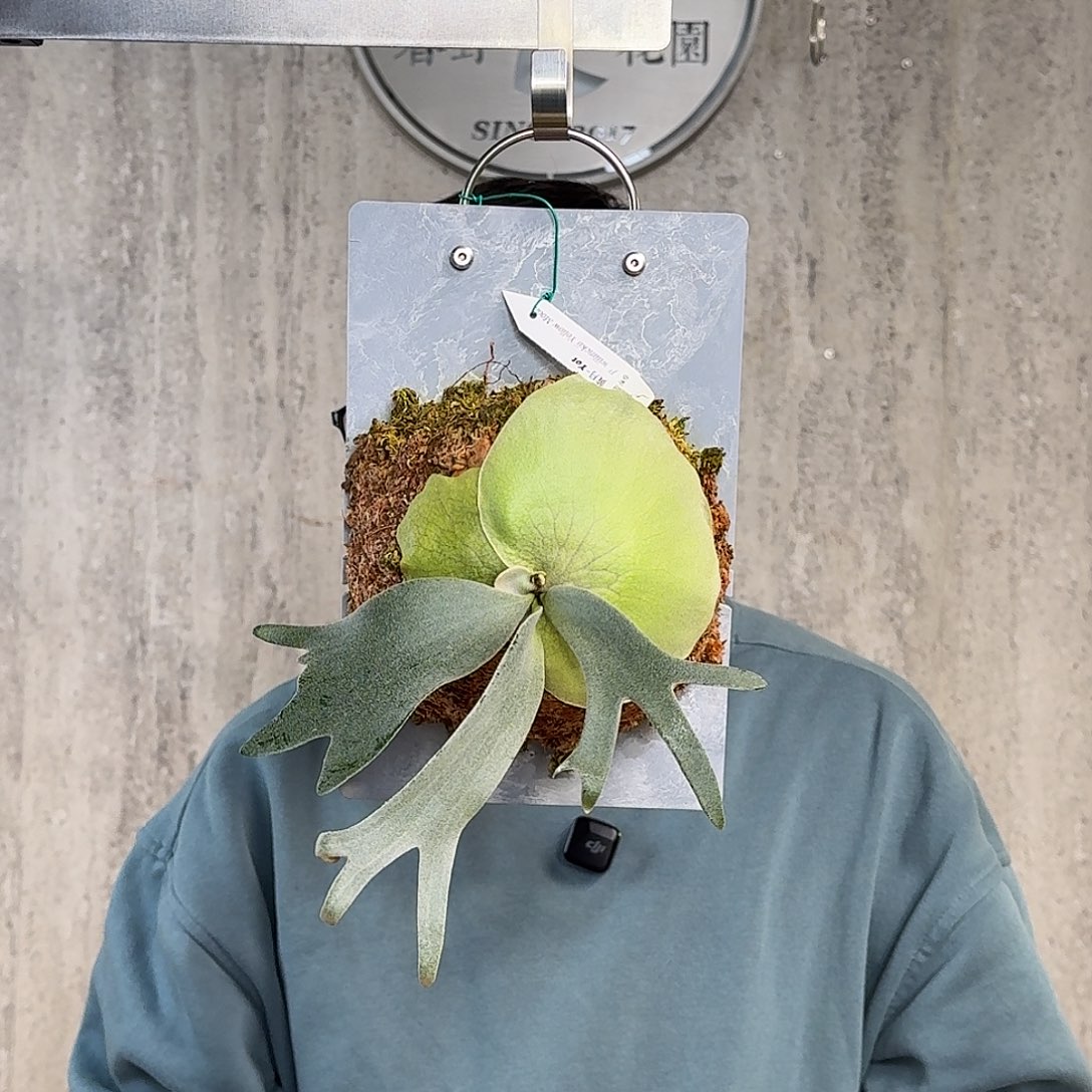 完全开放黄月鹿角蕨yot