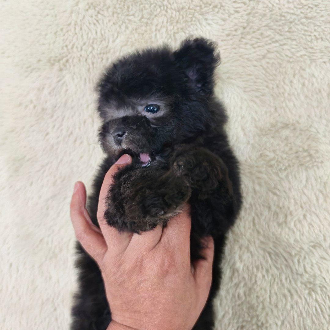 卡哇伊小体灰泰迪