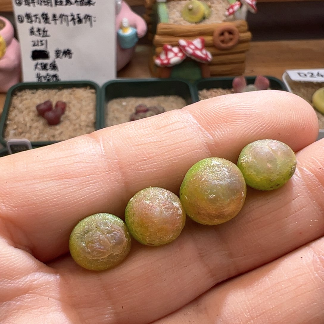 69。正版紫皮拉登2606 单颗