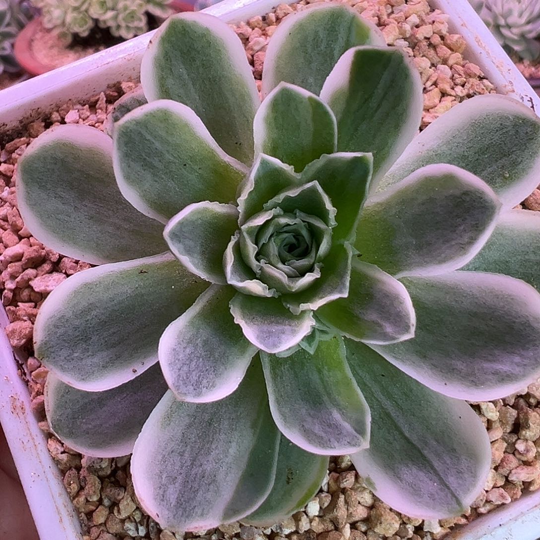 山地玫瑰锦秋夕1285号