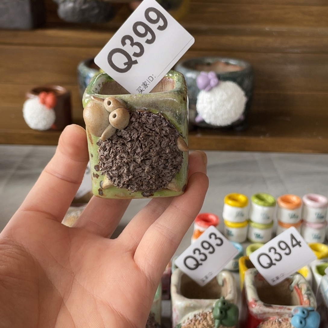 坛子姐小羊多肉花盆内口3