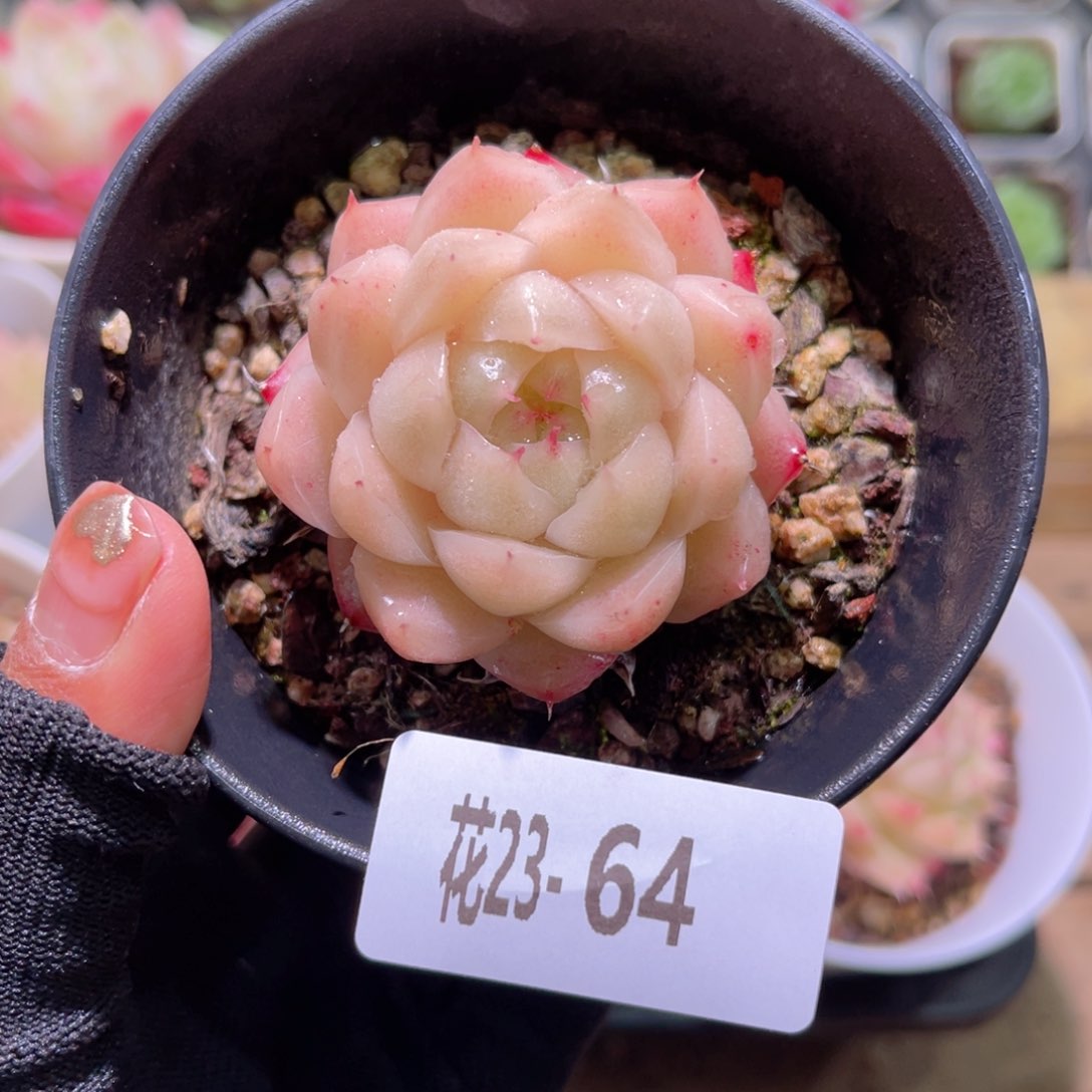 花23-64麦秆单头