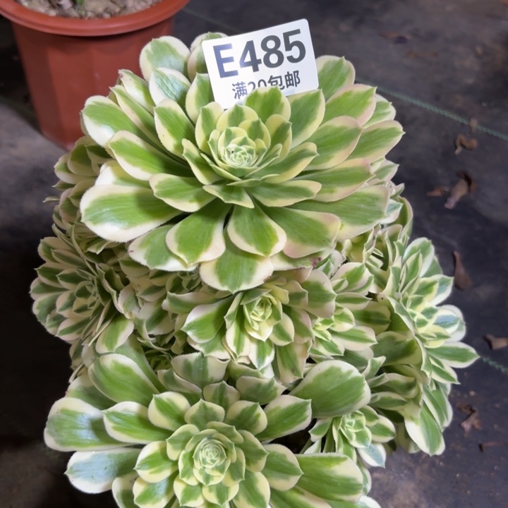 瑞妈多肉植物 485