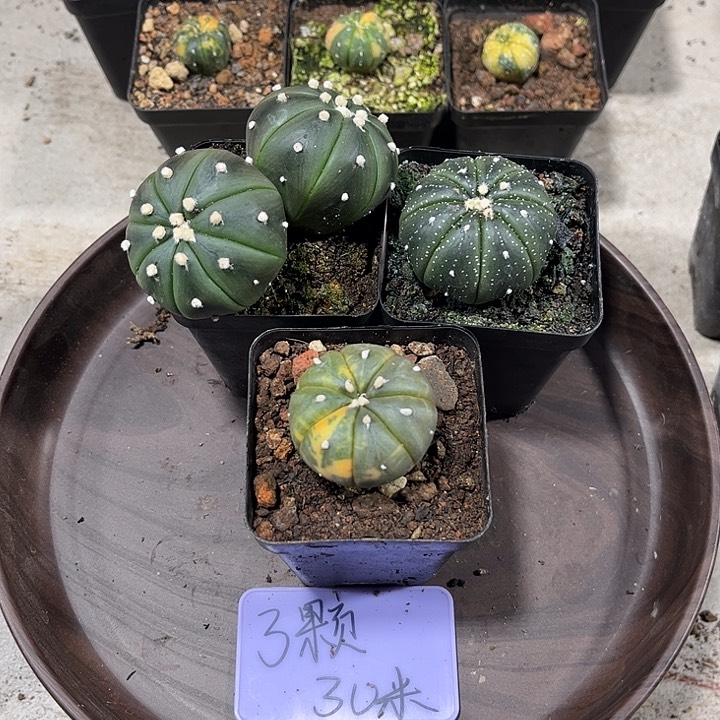不开花植物仙人球