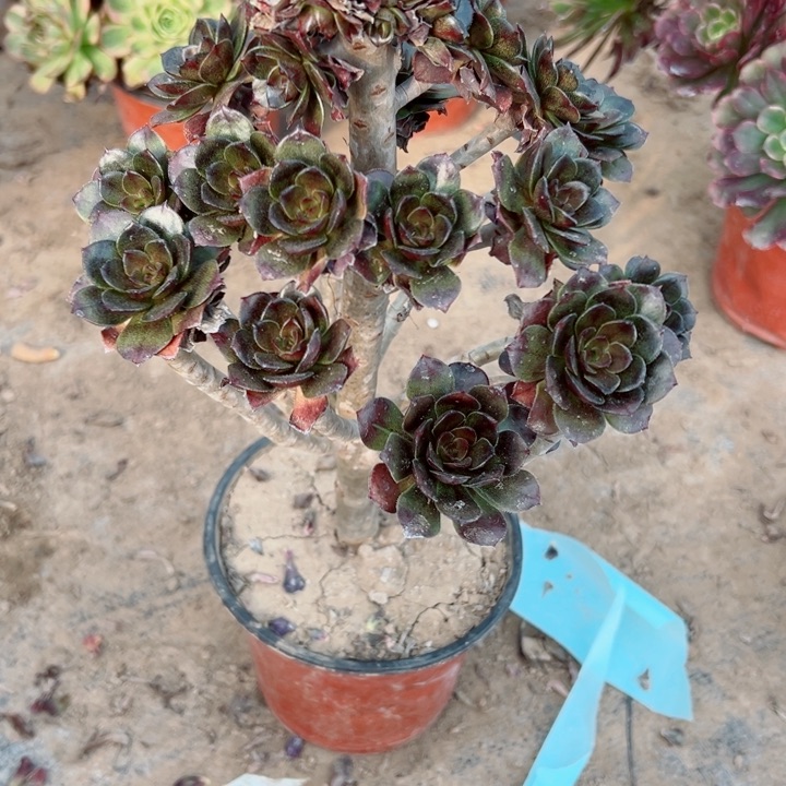 ，494灰豆多植物的