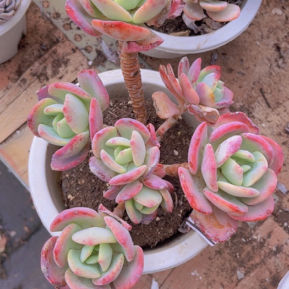 【闪购商品】白月光15144