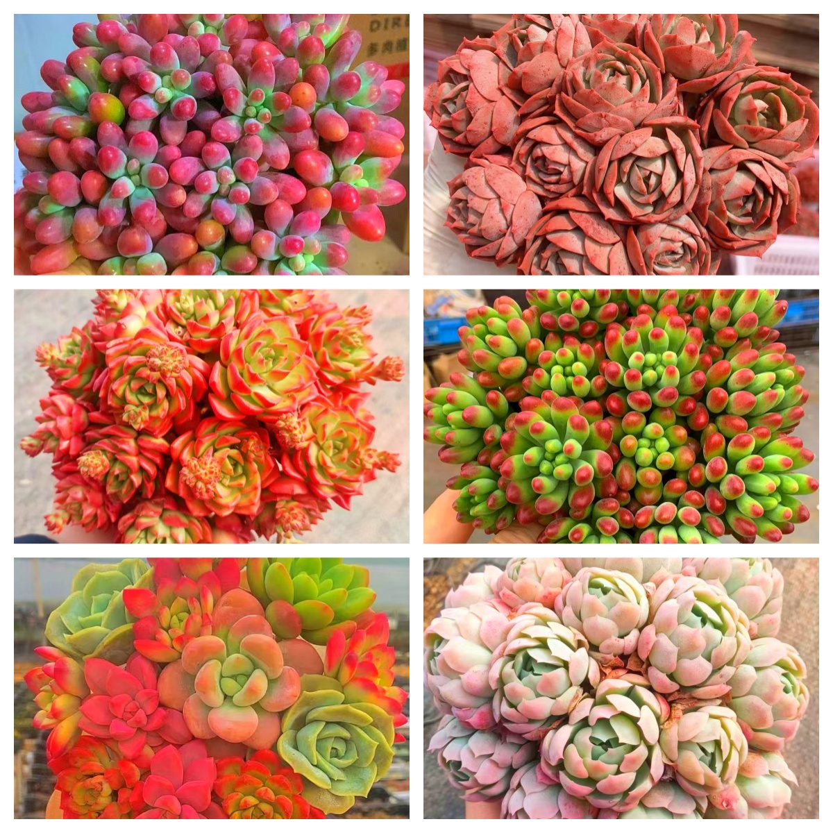 MS 多肉满满一大箱 6大盆带盆带土. 云南发