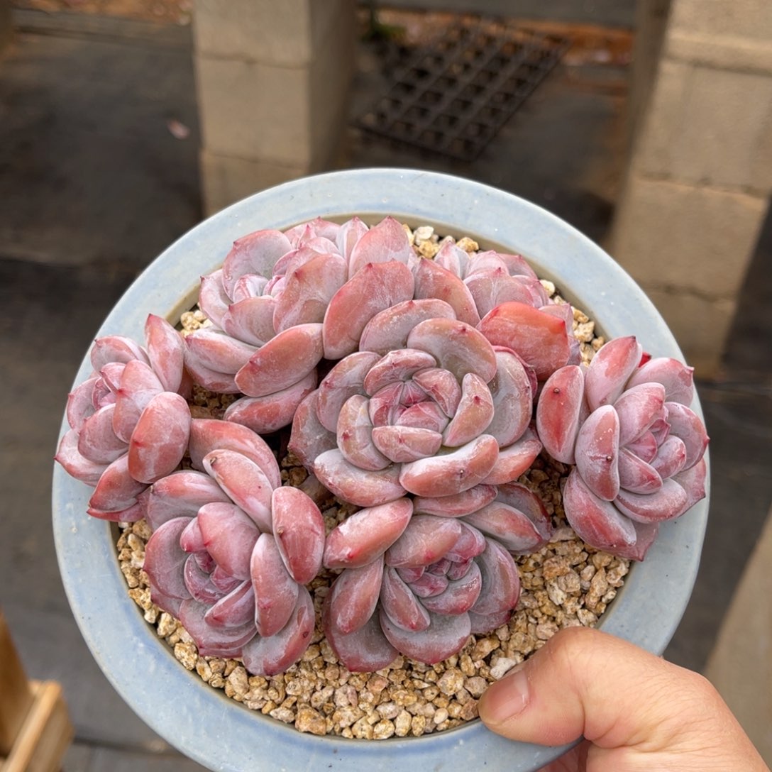 突尼斯星影 一物一拍不支持退换