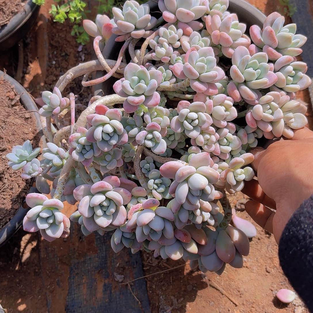 多肉植物。。。。。。。。。。。。。。