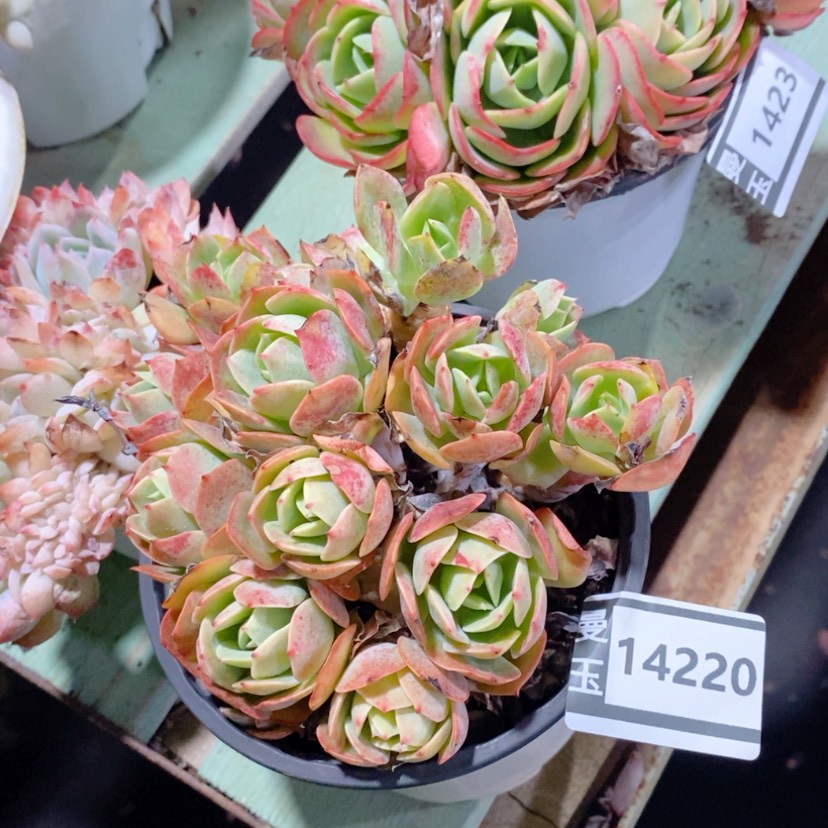 【闪购商品】克里斯汀14220