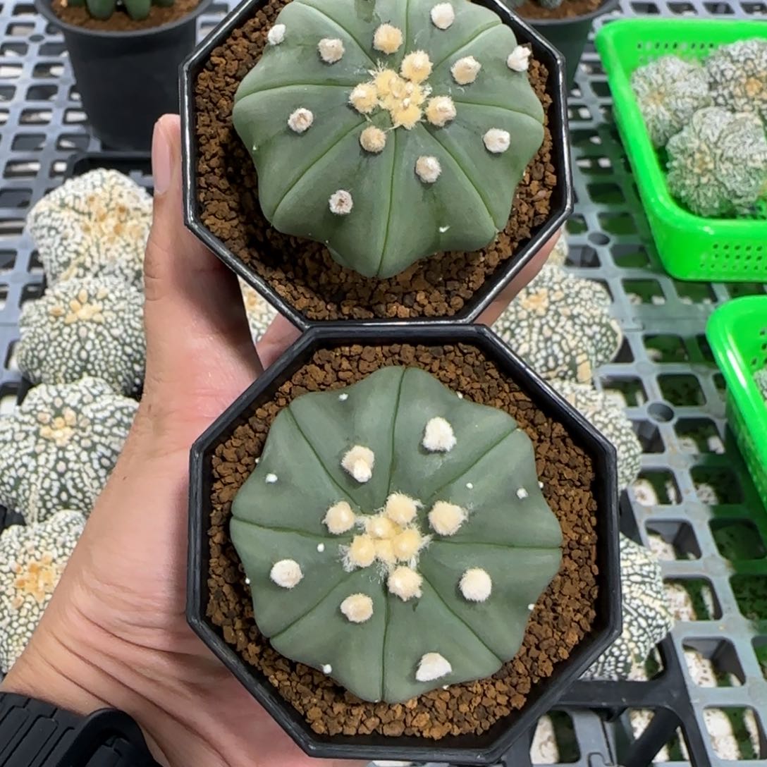 无花朵两个福利琉璃海星