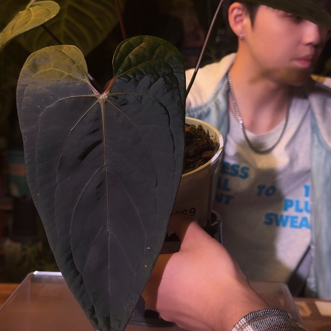 不开花植物M169蝠鲼杂fs