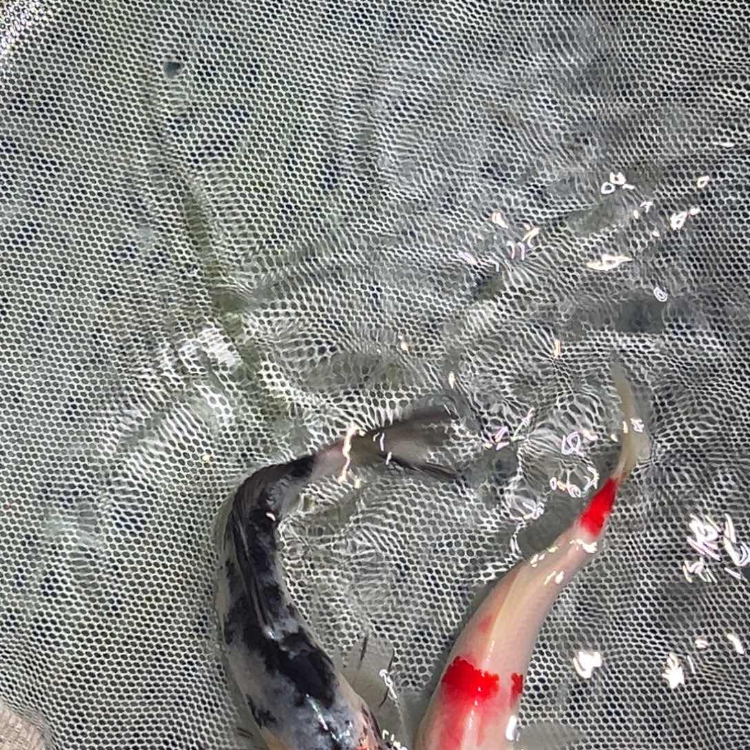 锦鲤锦鲤观赏鱼1111