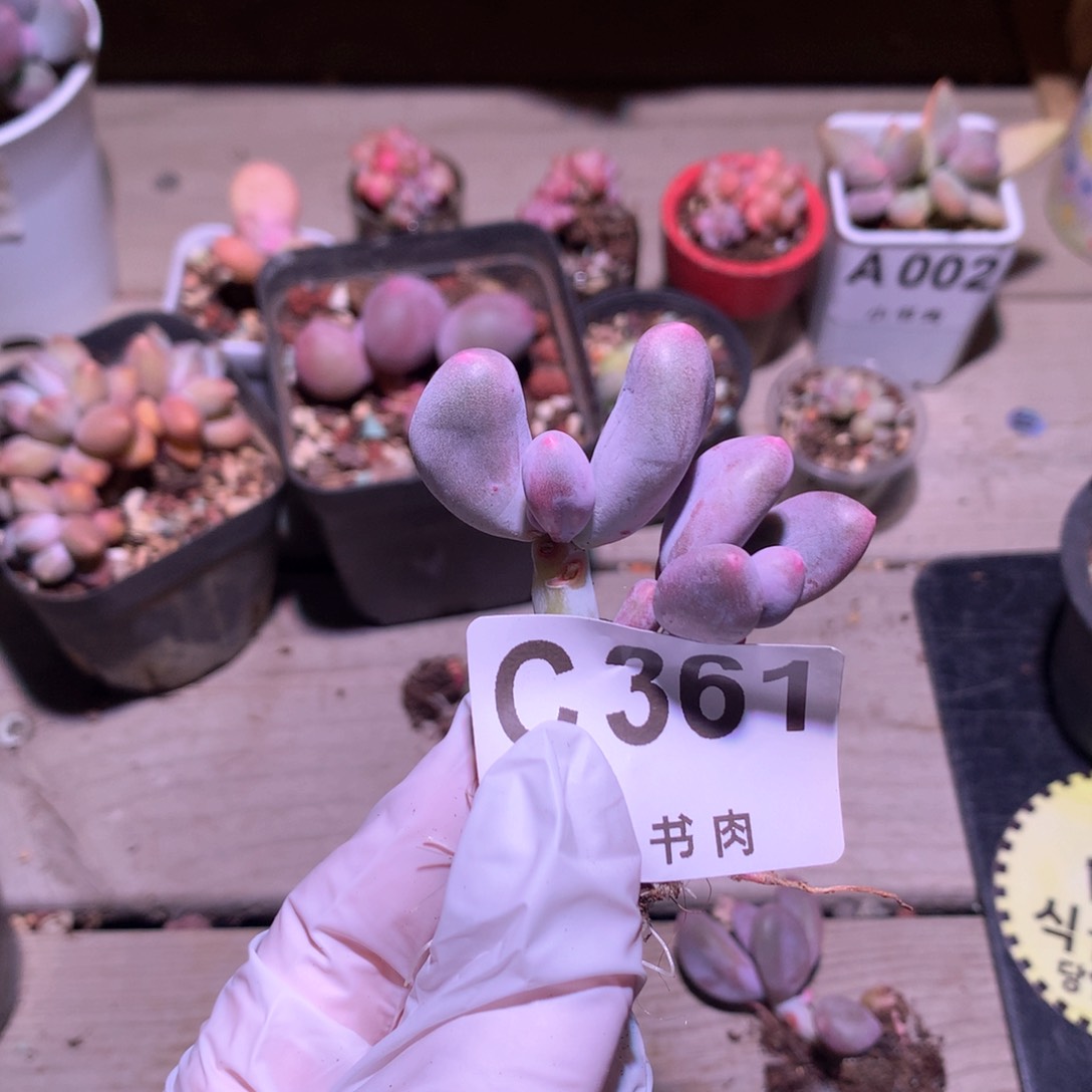 361 米可奶酪多肉米可奶