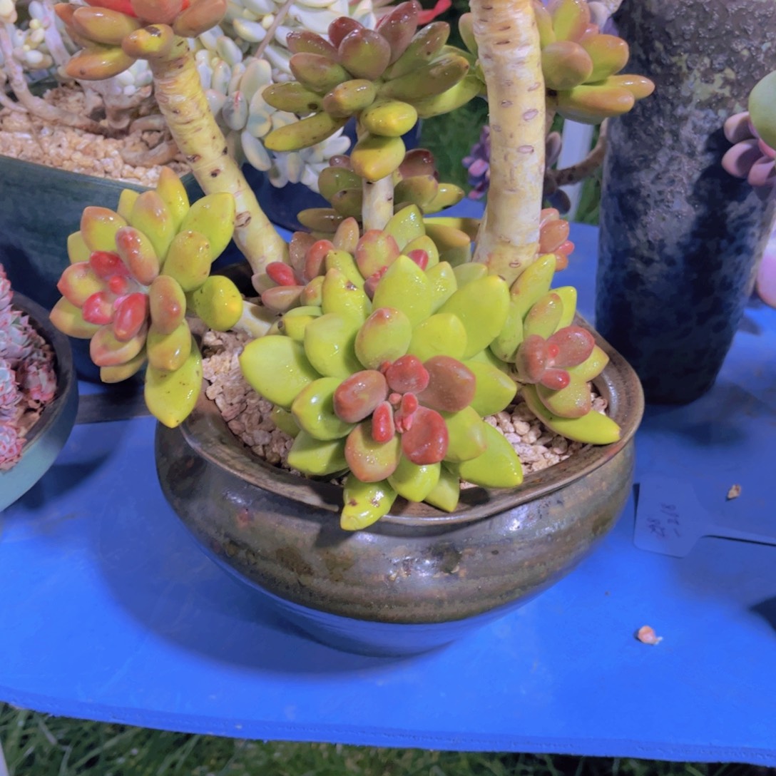 菜***籽补差价488多肉植物保护研究所所长