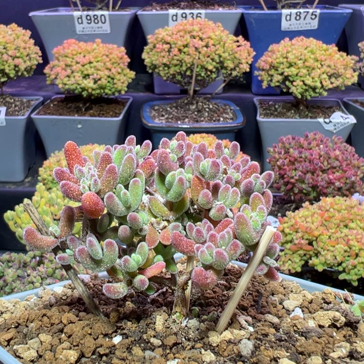 【闪购商品】e013老桩实生晶荧特价一颗