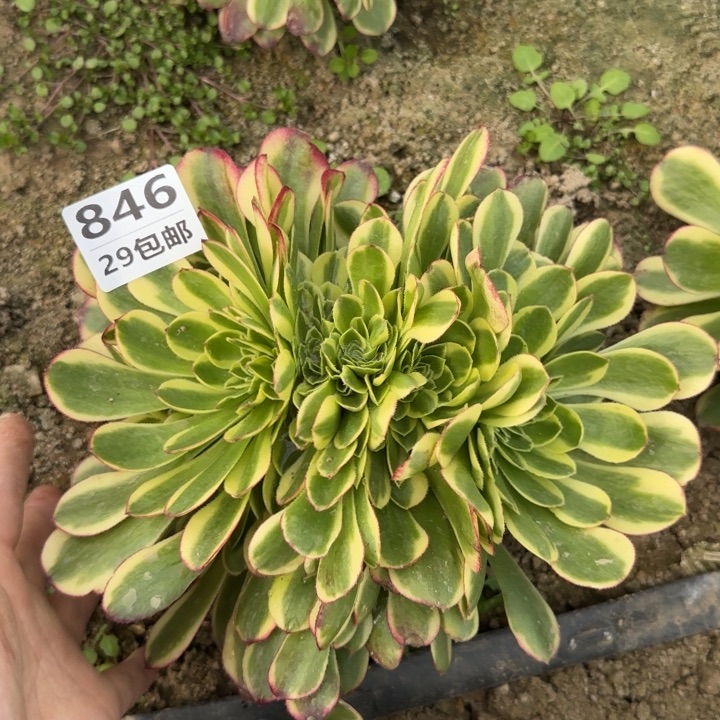 奶白缀……多肉植物……