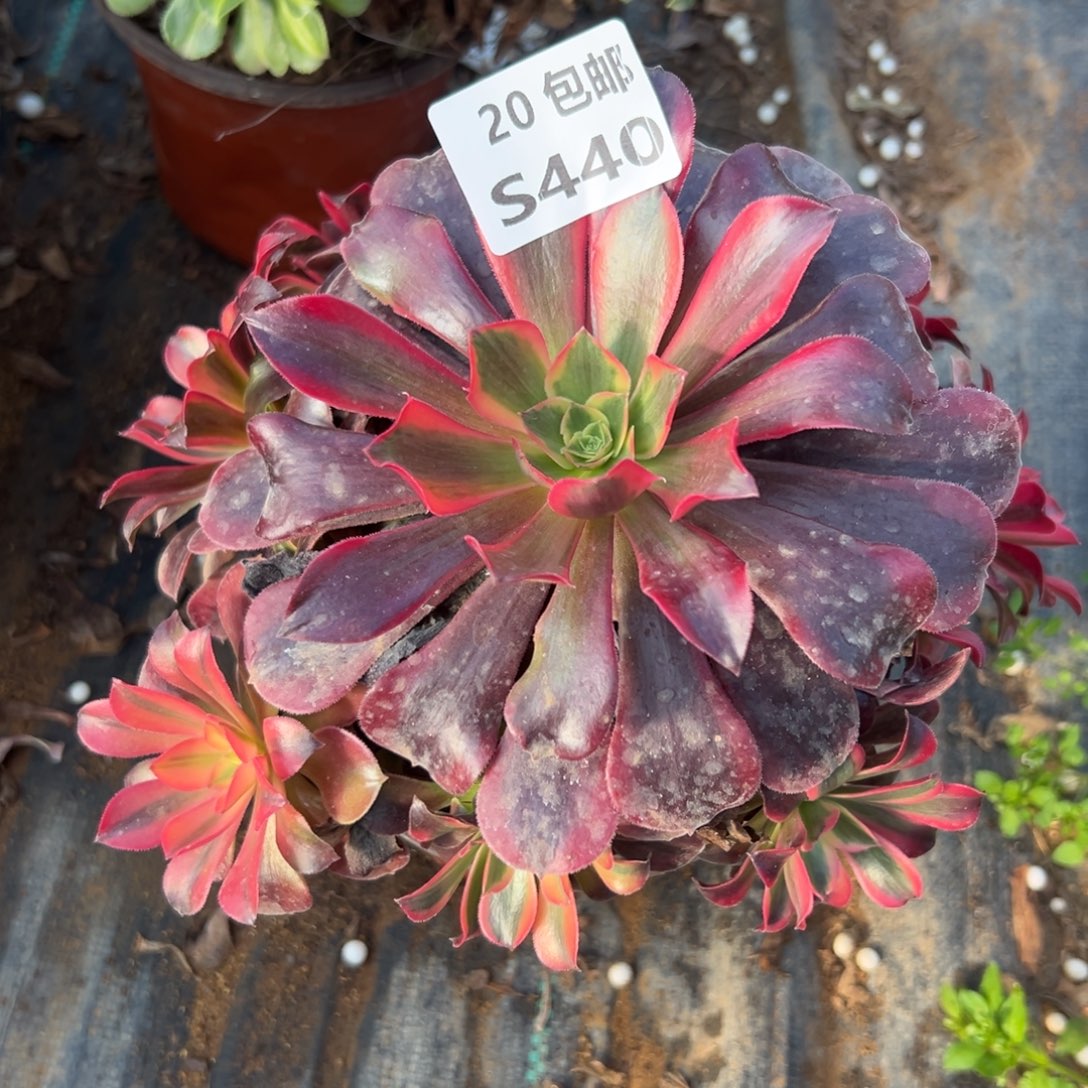 440凤冠，满20包邮嘟叮熊