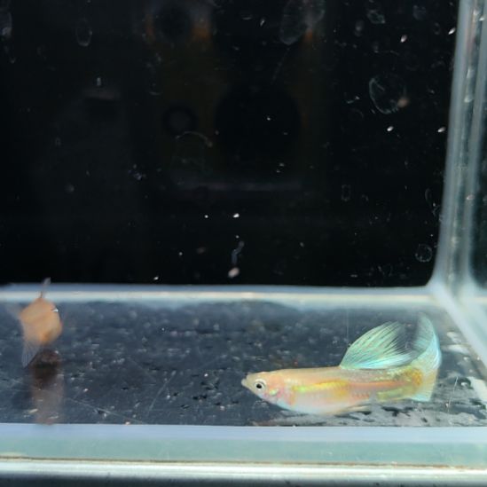 孔雀鱼黄化蓝草一对