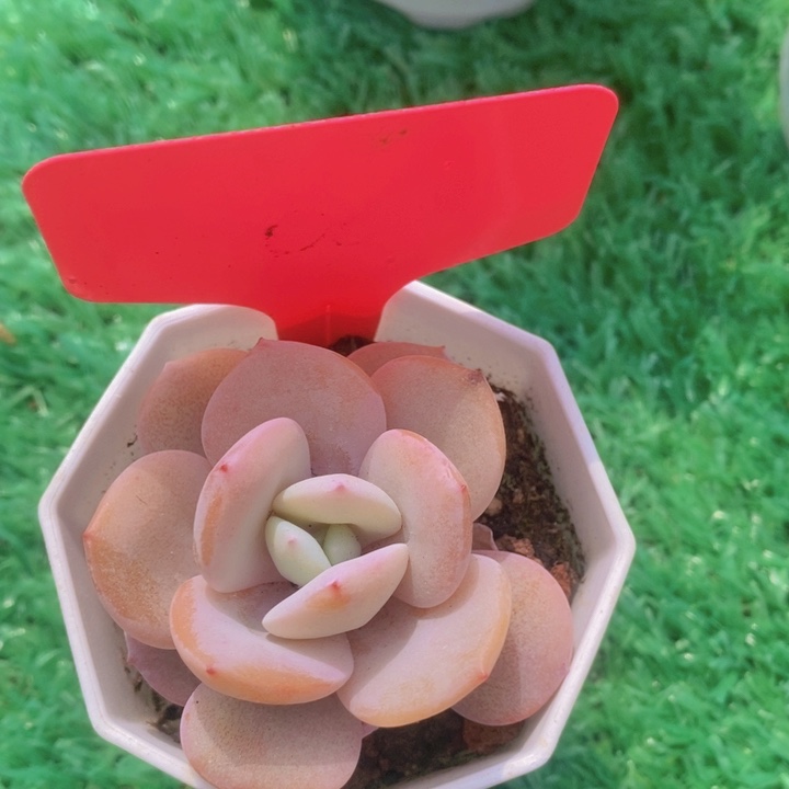 多肉植物，开心多肉