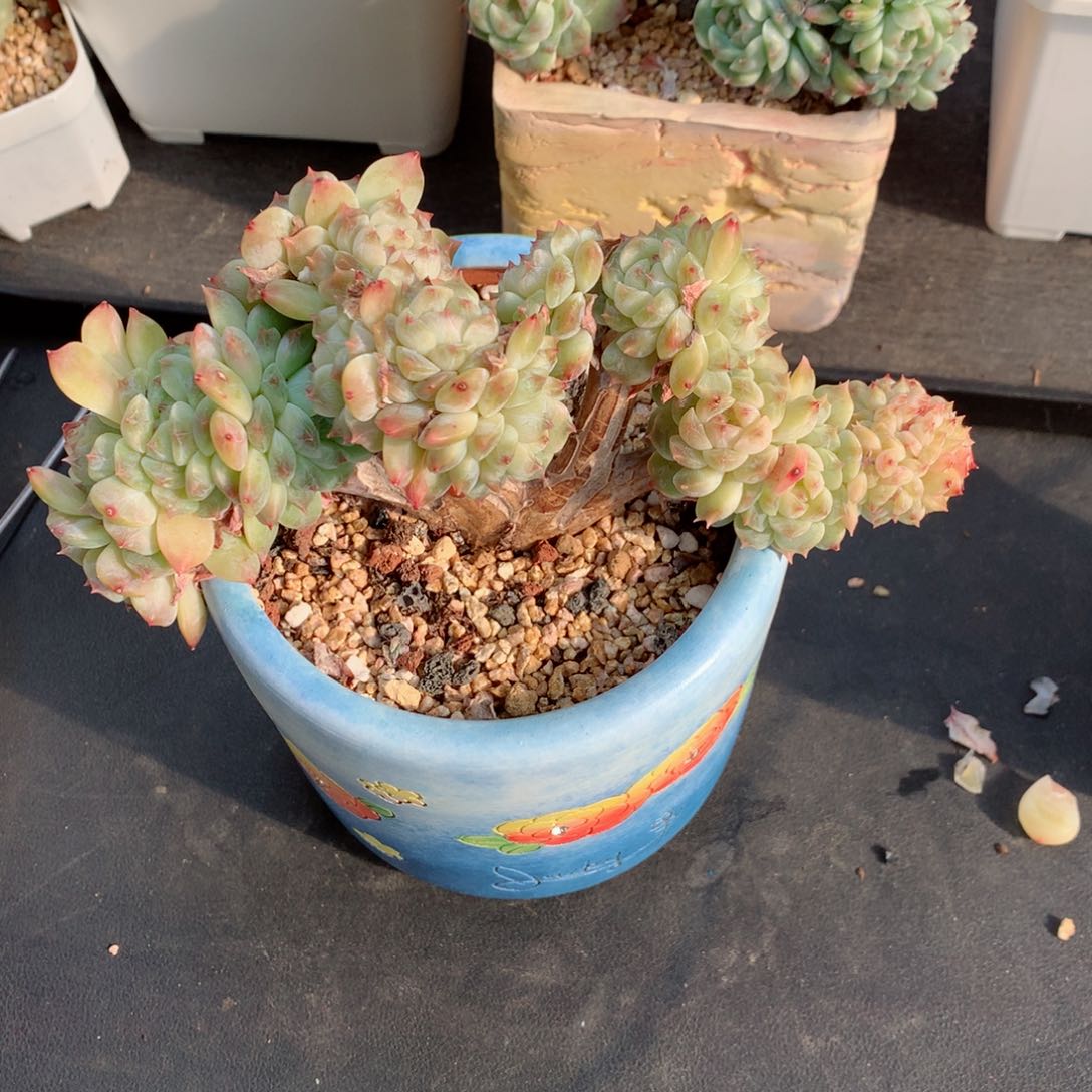 用****?多肉植物。  冰魄树