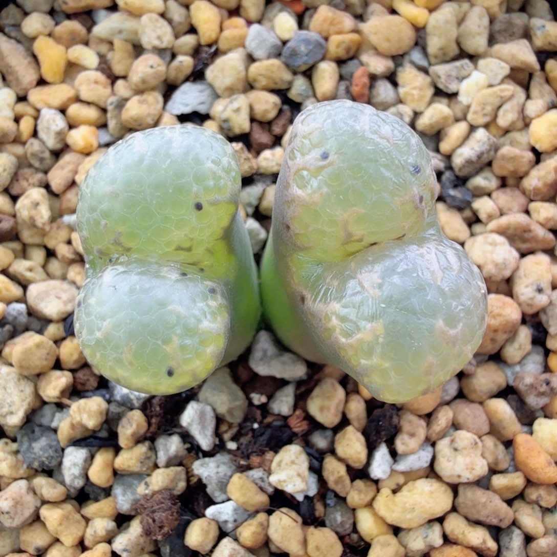 日本东五 12-25-L3。   