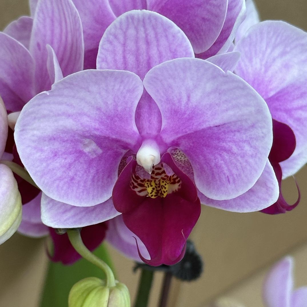 玲泷优选（宝贝）蝴蝶兰花期长好养护