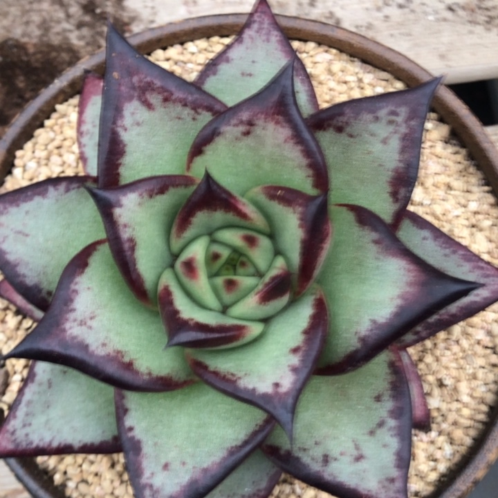 底色干净三角外翻叶11111111111111