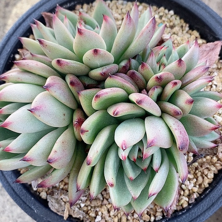 东云一物一拍，东云